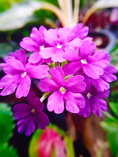 A cluster of vibrant magenta flowers with five rounded petals each, dominates the frame. The petals exhibit a slight folding and delicate veining. A small yellow center is visible in several flowers. Green and reddish foliage create a soft, blurred background, enhancing the vibrancy of the flowers. The overall composition is close-up, emphasizing the texture and color of the blossoms.