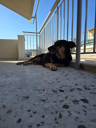 A medium shot captures a dog lying down on a stone-tiled balcony in Agii Anargiri, Greece, under a clear blue sky. The dog, a mix of black and tan fur, is positioned on its side, facing left and looking slightly upward and away from the camera. Its front paws are extended forward. The balcony features a white railing composed of vertical bars and a horizontal top bar, behind which buildings with balconies and awnings are visible in the distance. A white retractable awning extends from the top of the frame, casting a shadow. The flooring of the balcony is a speckled grey terrazzo. The lighting suggests it is daytime, with shadows cast on the balcony floor, indicating sunlight.