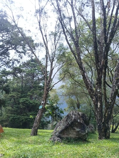 A tranquil scene presents a grassy field dotted with trees and a large rock. Some trees are slender with sparse foliage, while others are fuller, creating a textured canopy. A forest extends in the background, hinting at further depth. The large rock, covered in moss or lichen, sits prominently in the foreground. Overall, the scene conveys a sense of peace and natural beauty.