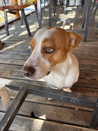 A close-up, tilted, high-angle shot shows a dog beneath a wooden table with metal legs. The dog has light brown and white fur, with its head tilted upwards, looking directly at the camera. The dog is positioned on a wooden deck. The background includes shadows and sunlight. The environment suggests an outdoor setting, possibly a patio or deck area. The image appears to be taken in daylight. Location cannot be confirmed from image.