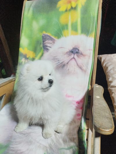 A fluffy white Pomeranian dog sits on a chair with a printed image of a Siamese cat on a green background. The dog is facing left, with its head slightly turned towards the camera. The cat image on the chair features yellow flowers and a close-up of the cat's face. The chair appears to be made of wood. The background is dark, suggesting an indoor setting or evening lighting. The image's resolution is low and grainy. There are no visible people or interactions depicted. The provided information about the location in Urkovo, Russia, cannot be visually verified from the image itself.
