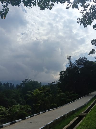 The image displays an outdoor scene in Tapaiteng Uesa, Bhutan. A light grey paved road with black and white striped curbs on both edges ascends from the lower right corner, curving slightly towards the center-left. Parallel to the road's right edge, a grassy verge incorporates a concrete drainage ditch. To the left of the road and extending into the midground and background, dense, dark green tropical or subtropical vegetation is visible, including large fern species and numerous trees. Distant forested hills are partially obscured by a layer of atmospheric haze or low-lying clouds. The upper two-thirds of the frame are dominated by an overcast sky featuring a mix of white and grey stratocumulus clouds. Dark green foliage from unseen trees frames the top edge of the image. No people, animals, or vehicles are present.