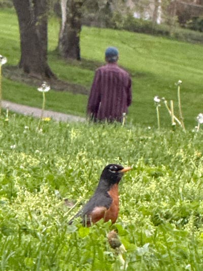 A sideways view of an outdoor scene in Grove City, Ohio, United States. A person with a blue hat and a purple jacket walks on the grass next to a paved road. A Robin is eating in the grass. A tree is in the lower left corner of the image.
