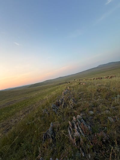 The image depicts a wide, rolling grassland under a pale blue sky with subtle pink and orange hues near the horizon, indicative of either sunrise or sunset. The foreground is dominated by a rocky outcrop covered in dry grasses and small purple wildflowers. The middle ground features a vast expanse of green grass, with a herd of animals, possibly horses or livestock, grazing in the distance. The terrain slopes upward towards a distant, hazy mountain range. The scene is set in the natural landscape of Kuseevo, Russia.