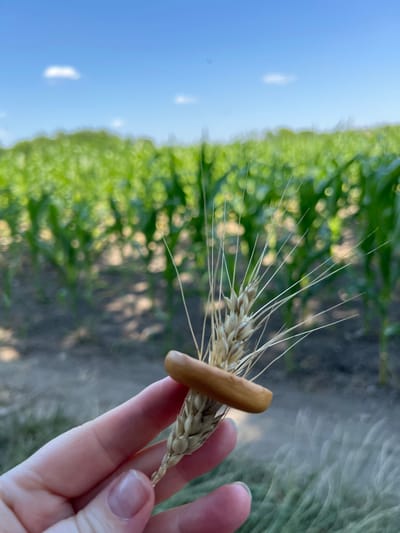 A hand is holding a wheat stalk with a small, light brown pretzel ring around it. The background is a blurred field of green crops under a blue sky with a few white clouds. The location is Indiya, Moldova.