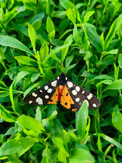 In the city of Munayka, Russia, a black and orange butterfly with white spots rests on vibrant green foliage. The butterfly's wings are predominantly black, adorned with numerous circular white markings. Its body is primarily orange, with a black head and antennae. The surrounding vegetation is lush and dense, with a variety of green leaves and stems forming a natural backdrop. The lighting suggests it is daytime, with sunlight illuminating the scene. There are no people or human-made objects present in the image.