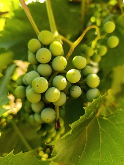 A close-up, vertical shot captures a cluster of unripe green grapes hanging from a vine. The grapes are small and spherical, with a matte finish and some showing a faint reddish-brown speck. Sunlight dapples through the vibrant green leaves, creating highlights and soft shadows on the fruit and foliage. The background is a blur of greens and yellows, indicating a natural outdoor setting. There are no people or man-made objects visible in the image. The scene appears to be a detail within a vineyard, likely in a rural or natural environment. No specific location within Filippenkov, Russia can be determined from the visual information provided.