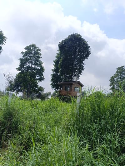 The scene, located in Nam Sa Lat, Myanmar, depicts a rural or semi-rural landscape under a partly cloudy sky. The foreground is dominated by dense, tall green grass. Across the midground, a multi-strand barbed wire fence, supported by white posts, runs horizontally, partially obscured by the vegetation. Beyond the fence, an elevated, small wooden structure resembling a cabin or treehouse is visible. This structure features wooden siding, a dark sloped roof, and multiple rectangular windows. It is situated adjacent to a large, dark green deciduous tree with an irregular canopy. Several other tall, dark green trees are also present in the midground and background. No individuals or active interactions are depicted.