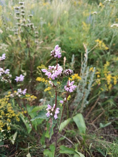 The image is a close-up shot of a field of wildflowers, with a focus on a cluster of pale purple flowers with fuzzy edges. The flowers are growing on thin, reddish stems and have green, serrated leaves. In the background, there are other wildflowers, including small yellow flowers and tall, feathery grasses. The lighting suggests it is daytime, and the overall scene depicts a natural, wild environment. There is no indication of the city of Imeni Tel'mana Nomer Tretiy, Kazakhstan, or any people in the image.