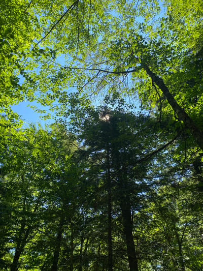 This is a low-angle, upward shot of a forest canopy against a clear blue sky. Lush green leaves and branches fill the frame, with the sun filtering through in some areas, creating dappled light. The scene appears to be a natural outdoor environment. No people, animals, or man-made objects are visible. The location is identified as Duhamel, Canada.