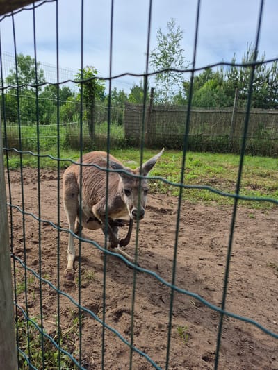 This image shows a kangaroo lying down in a sandy enclosure, with a wire fence in the foreground. The kangaroo is brown and appears relaxed. It is lying on its side with its legs tucked underneath it, and its head is resting on its paws. The enclosure is sandy with patches of grass and some sparse vegetation around the edges. Behind the enclosure, there are trees and a wooden fence, suggesting an outdoor setting. The sky is visible and appears to be cloudy. The lighting suggests it is daytime. The image was taken in Nautse, Estonia.