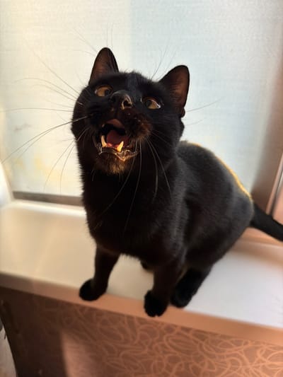 A black cat with yellow eyes is looking up at the camera with its mouth open, showing its teeth. The cat is sitting on a white ledge, with a patterned surface below. The background is a pale, textured wall. There is no indication of the city of Kandalaksha, Russia, in this image.