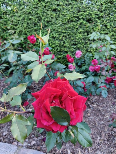 The image displays a close-up of a vibrant red rose in bloom, positioned in the foreground. The rose's petals are unfurled, revealing their intricate layers and rich color. A single green leaf partially obscures the center of the rose. Behind the prominent red rose, a dense, green hedge forms the background, its texture softened by the focus. Scattered throughout the midground and background are other rose bushes with blooms in various shades of pink and red, some fully open and others in bud. The ground beneath the roses is covered with mulch. A few leaves from the rose plants are visible, some appearing healthy and green, while others show signs of age or damage. A rosebud, still enclosed in its green sepals, is situated above and to the left of the main red rose, hinting at future blooms. The lighting suggests it is daytime, possibly late afternoon or early morning, given the soft light. The scene is set in a garden, specifically identified as Goczałkowice-Zdrój, Poland. No people or text are visible in the image. The overall mood is serene and captures the beauty of a rose garden in bloom.