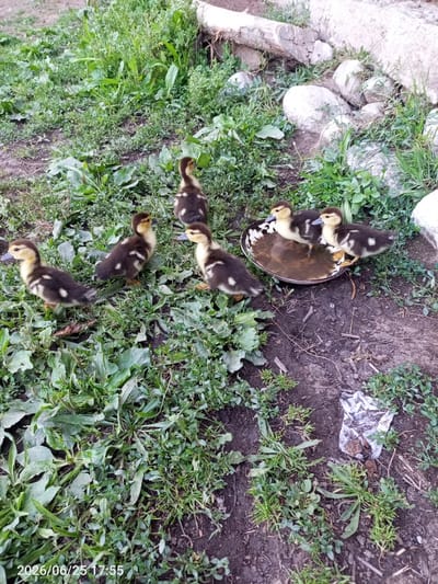 The image shows a group of six ducklings in an outdoor setting with lush green grass and some scattered rocks and logs. The ducklings are young, with dark brown and yellow downy feathers. Some are standing on the grass, while two are gathered around a shallow dish of water, appearing to drink or bathe.
The scene appears to be a natural, somewhat unkempt area, likely a farmyard or rural backyard. The time of day is indicated by the timestamp in the lower left corner of the image: "2026/06/25 17:55," suggesting it is late afternoon or early evening. The weather seems to be mild and conducive to outdoor activity for the ducklings, with ample vegetation and no visible signs of harsh weather.
There are no people visible in the image. The objects present are the ducklings, the dish of water, rocks, logs, and a piece of white plastic trash with some dirt on it. The setting is characterized by a mix of soft earth, green plants, and natural elements like stones and wood. The overall mood is peaceful and idyllic, focusing on the natural behavior of the young birds in their environment. The location context provided is Жай-Терек, Kyrgyzstan.