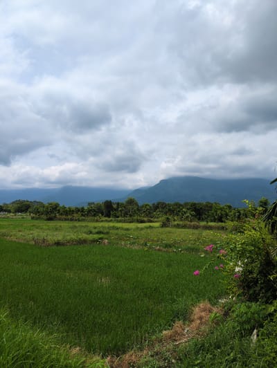 The image captures a serene natural landscape under a cloudy sky, likely in Thái Hòa, Vietnam. The foreground is dominated by a lush green rice paddy, stretching from the lower left corner upwards and to the left. To the right of the rice paddy, there is a patch of dry grass and straw, bordered by a vibrant green bush adorned with pink and white flowers. In the middle ground, a dense line of various trees and foliage creates a distinct horizon. Beyond this verdant band, imposing mountains rise, their peaks partially obscured by thick, gray clouds that fill the upper portion of the frame. The overall impression is one of natural beauty and tranquility, typical of rural Vietnamese scenery.