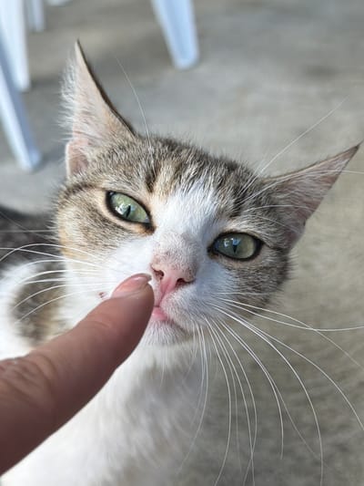 A close-up shot shows a tabby and white cat with green eyes. A person's index finger is touching the cat's nose. The cat's fur is short and neat, with distinct tabby markings on its head and back. The cat's nose is pink and slightly wet. The background is blurred, showing a concrete floor and white chairs, suggesting an outdoor setting. The image appears to have been taken in Selanovtsi, Bulgaria.