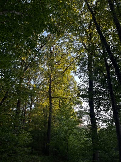 A low-angle shot looking up into a dense forest canopy. Sunlight filters through the leaves of tall trees, creating a dappled effect. The trees are a mix of deciduous and coniferous, with dark bark and lush green foliage. The sky is visible in patches through the branches, appearing bright and possibly overcast. The overall impression is one of a peaceful, natural setting. The location is identified as the city of Sonchamp, France.
