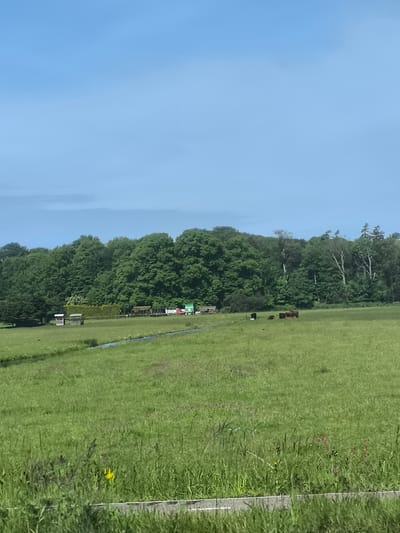 The image depicts a green field in Haarlem, Netherlands. The sky is a clear, pale blue. A line of mature trees forms a backdrop to the field. A small stream cuts across the field. In the distance, there are some structures and equipment, possibly related to farming. Several cows are grazing in the field. In the foreground, there is a rough concrete barrier and tall grass.