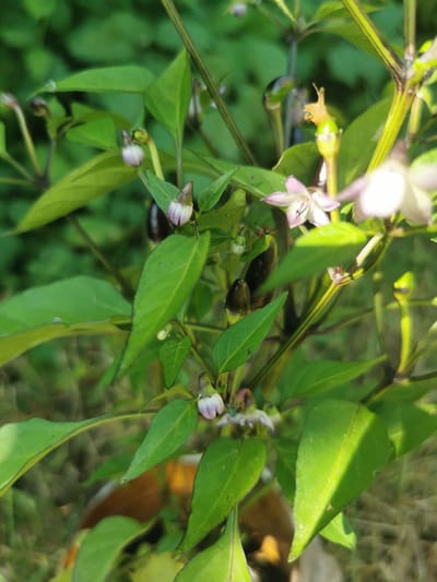 A close-up, slightly overexposed image shows a chili pepper plant with several developing fruits and flowers. The plant has vibrant green leaves and dark purple stems. There are at least three dark purple chili pepper fruits visible, some partially obscured by leaves. Several small, light purple and white flowers are also present, with some appearing more developed than others. The background consists of blurred green foliage, suggesting an outdoor setting. The lighting indicates it is daytime, with sunlight creating bright highlights on the leaves. The location is identified as Pociumbeni, Moldova.