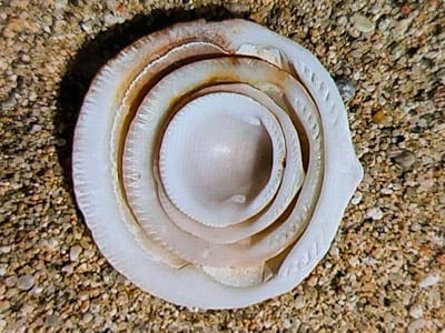 The media file presents an overhead, close-up view of several concentric, bowl-shaped or shell-like objects, meticulously nested within one another. These objects are primarily off-white to light grey in color and appear to be made of a rigid material, possibly ceramic, plastic, or natural shells. Subtle reddish-brown and yellowish-brown discolorations are visible on some of the inner edges and surfaces, suggesting age, exposure, or a natural pigment. The edges of the objects exhibit a slightly textured or ridged pattern.
The arrangement is set upon a bed of small, irregular pebbles and coarse sand, which forms the background. The pebbles are predominantly light brown, grey, and off-white, indicating a natural outdoor environment such as a beach, a dry riverbed, or a gravel path. A soft, diffused light illuminates the scene, casting a gentle shadow to the left of the outermost object, suggesting daylight.
No people or animals are present, and no specific activity is depicted; the image captures a static, possibly artistic or naturally occurring, arrangement of objects. There is no discernible text visible on any of the objects or in the background. The overall impression is one of tranquility and natural aesthetic. While the location context provided is Vilafranca del Penedès, Spain, the visual elements within the image do not offer specific geographical cues to confirm this.