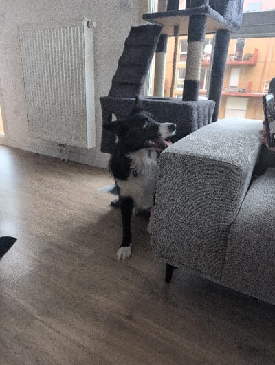 A black and white Border Collie sprawls on a wooden floor, partially under a gray sofa. The dog's head is near a multi-level cat tree with a grey structure and sisal-wrapped posts. A white radiator is attached to a wall to the left. Sunlight streams in through a window, illuminating buildings outside. An individual holds a mobile phone, with one hand visible near the top of the sofa.