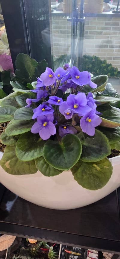 This is a vertical, close-up, eye-level shot of a potted African violet plant. The plant has numerous vibrant purple flowers with yellow centers, and fuzzy, dark green leaves. It is potted in a large, white, ceramic container. The plant and pot are positioned on a dark surface, possibly a shelf or table. To the left of the plant, there is a glass surface that reflects the interior of a room, showing a brick wall pattern and some green foliage, possibly another plant. To the right of the pot, a dark, vertical shelf is visible, holding several small potted plants, including a cactus. On the shelf, there are also packages with Cyrillic text. The lighting suggests an indoor setting, possibly in a home or a retail environment. No people are visible. The scene is static, focusing on the plant's bloom and foliage. The text visible on the packages includes "МАГНИЙ И СЕРА" and "ОРТЕ", which are Russian words for "Magnesium and Sulfur" and "Orte", likely related to plant nutrients or garden supplies. The overall impression is a well-lit display of a healthy, flowering plant.