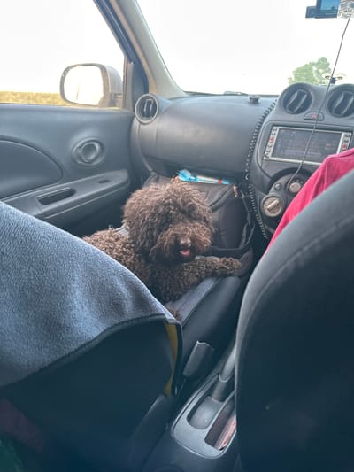 A brown, curly-haired dog is lying down in the passenger seat of a car. The dog is looking towards the camera with its mouth slightly open. The interior of the car is visible, including the dashboard with a radio and air vents, the passenger door, and part of the driver's seat. A red cloth is draped over the dashboard, and a blue towel is on the passenger seat. The scene appears to be set during the daytime, with light coming in from the windows. The overall impression is a casual moment of a dog resting in a vehicle. There are no visible people in the image. The location is identified as Novonikolaevka, Russia. No discernible text is visible in the image.