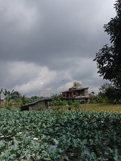 This photograph depicts an expansive agricultural landscape in Kolwara, Papua New Guinea, under a heavily overcast sky. The foreground is filled with a neatly arranged field of green, leafy crops, likely broccoli or cabbage, planted in rows with white plastic mulch film covering the soil between them.

In the mid-ground, several structures and dense vegetation populate the scene. To the left, a rustic wooden shack with a dark roof stands, possibly used for storage or as a shelter. Further to the right and on slightly higher ground, a two-story wooden house with multiple balconies and a dark roof is visible, and an orange water tank is positioned on its roof. Between these structures, lush tropical trees and shrubs, along with other cultivated plants in pots, are scattered across the terrain. A distinctive structure made of red and white poles, possibly a makeshift goal post or a support frame, stands out in the mid-distance.

The background reveals rolling green hills covered with abundant foliage, suggesting a verdant, hilly environment. The sky is completely blanketed by thick, dark grey clouds, indicating a cloudy or potentially stormy day. High in the sky, a small, dark object that appears to be a distant aircraft, possibly a propeller plane or drone, is barely discernible. No people are visible, and there is no visible text in the image. The overall scene conveys a sense of serene rural productivity under a somber sky.
