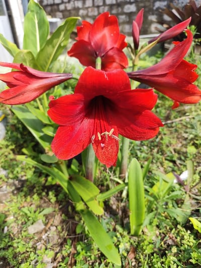 The image depicts a close-up of a cluster of vibrant red Amaryllis flowers, or a similar Hippeastrum species, blooming in an outdoor setting in Palangka Raya, Indonesia. The central focus is a fully opened flower with six distinct deep red petals, exposing multiple yellow anthers containing pollen and a central pistil. Minor water droplets are visible on the petals. This central flower is surrounded by several other red blossoms, including partially opened blooms and at least one developing bud. The plant's foliage, consisting of dark green, strap-like leaves, is visible at the base and extending around the flowers. In the mid-ground to the left, broader green leaves of an undetermined plant species are present. The immediate ground cover consists of sparse green weeds, small fragments of concrete or stone, and visible soil. The background elements include a light-colored brick wall in the upper section and blurred green vegetation throughout. A faint, light-colored vertical structure is discernible on the far left. The scene is brightly illuminated by direct sunlight, indicating a clear daytime environment. No individuals or active interactions are observed within the frame.