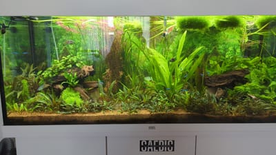 A freshwater aquarium is teeming with aquatic life and lush vegetation. The scene is dominated by various green aquatic plants, ranging from tall, leafy stalks to dense, moss-like ground cover. Several small fish, including neon tetras and what appear to be dwarf gouramis, swim amongst the plants. A piece of driftwood adds a natural element to the underwater landscape, and a small thermometer is visible near the top of the tank. The aquarium is set within a white cabinet, and the text "JUWEL" is visible on the front of the cabinet. Below that, a black and white logo reads "CARDIO" with smaller text underneath. The lighting suggests it is daytime. The overall impression is of a well-maintained and vibrant aquatic ecosystem.