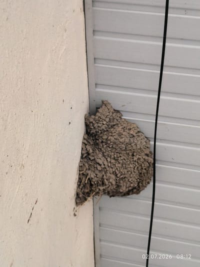 A bird's nest, constructed from mud and straw, is affixed to the corner where a white textured wall meets a white corrugated metal ceiling. The nest is roughly spherical and appears to be of significant size. A thin black cable runs vertically along the right side of the image, against the corrugated ceiling. The bottom right corner of the image contains a date and time stamp: "02.07.2026 08:12". The location is identified as Kattasu, Uzbekistan.