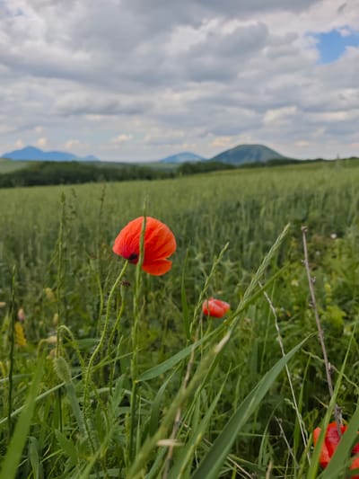 A field of green crops, likely wheat or barley, stretches into the distance under a cloudy sky. In the foreground, a bright red poppy flower stands out amongst the tall green grass. Other red poppy flowers and seed pods are visible, some blurred in the background. In the far distance, rolling hills and mountains are silhouetted against the sky. The scene appears to be a rural landscape, possibly a field located near the city of Yutsa, Russia, given the context provided. There are no people or animals visible in the image.