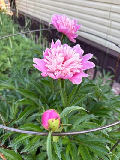 The image shows a close-up view of pink peonies in a garden. The main subject is a large, fully bloomed peony flower in the foreground, with its delicate petals unfurling. To the left and slightly behind it, a peony bud is visible, partially enclosed by a circular metal support. Another pink peony flower is visible in the background, out of focus. The flowers are surrounded by lush green foliage. In the background, a light-colored, horizontal-slatted wall or siding can be seen. The setting appears to be a residential garden. The specific location within Solnechnyi, Russia, is not discernible from the image itself.