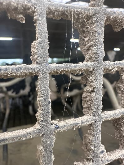 A close-up, eye-level shot focuses on a dusty, metallic grate, likely part of a stable or agricultural enclosure, with a barn interior visible in the blurred background. The grate bars are heavily coated in a light-colored dust or dirt, with some areas showing a rough, textured accumulation. Delicate, almost invisible spiderwebs are stretched across the grate, some catching the ambient light. Behind the grate, in the soft-focus background, the shapes of several cows with black and white markings can be discerned. The overall impression is one of an unkempt, working environment within a facility in Wilhelminaoord, Netherlands.