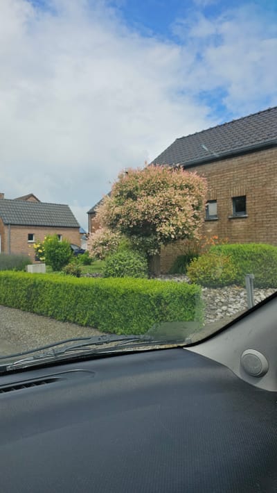 The image presents a residential street scene, captured from the interior of a car, looking out through the windshield. The perspective suggests the vehicle is parked or driving slowly along a paved surface, part of which is visible at the bottom of the frame next to a manicured green hedge.
In the background, under a bright blue sky dotted with scattered white clouds, are several brick houses with dark gray tiled roofs. The closest house features dark, rectangular windows and is partially obscured by lush vegetation. A prominent tree with distinctive light pink and green variegated foliage stands in front of this house, adding a vibrant touch of color to the scene. Various other green hedges and shrubs line the properties, indicating well-maintained gardens.
The right side and bottom portion of the image reveal parts of the car's interior: a dark gray textured dashboard, a round speaker unit positioned near the windshield's edge on what appears to be the passenger side A-pillar, and the black wiper blades resting on the windshield.
The time of day is clearly daytime, with ample sunlight illuminating the scene. The weather appears pleasant and clear. There is no visible text in the image. The architectural style of the houses and the general landscape are consistent with a suburban or rural residential area, such as in Thuin, Belgium.