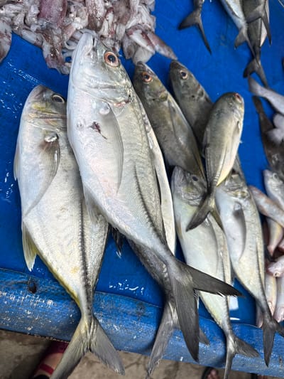 The image shows a close-up, overhead view of a display of fresh fish and squid at an outdoor market in Uteungeulinggang, Indonesia. The subjects are several large, silvery fish, likely trevally or similar species, laid out on a bright blue tarp. Some squid, with their pinkish bodies and tentacles, are visible in the upper left corner, also on the tarp. The fish are arranged closely together, with their heads pointing in various directions. One of the larger fish in the foreground is prominently displayed, showing its scales, fins, and eye. The blue tarp appears slightly worn and textured. The surrounding environment suggests a bustling marketplace, with hints of dirt or sand on the ground at the bottom of the frame, and the suggestion of other market stalls or goods out of focus. The lighting is natural and appears to be daylight. No people are clearly visible in the frame, though the presence of feet in sandals at the bottom suggests human presence. The overall scene is a still life of freshly caught seafood ready for sale.