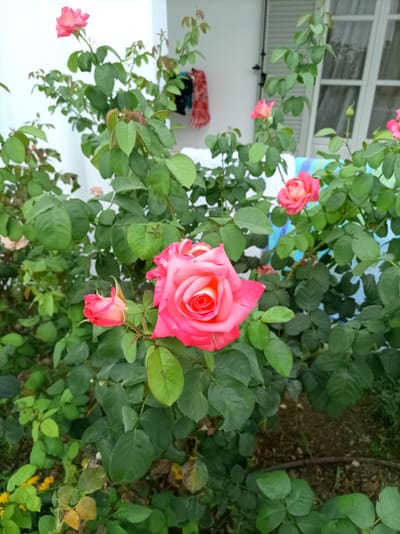 This is a close-up, outdoor, eye-level shot of a rose bush in the city of Naxos, Greece. The image focuses on several bright pink roses in various stages of bloom, nestled amongst lush green foliage. The roses exhibit a vibrant pink hue, with delicate petals unfurling to reveal lighter centers. Some roses are fully bloomed, showcasing their intricate structure, while others are still in bud form, hinting at future blossoms. The leaves are a healthy, deep green, with a slight sheen that suggests they are well-hydrated. In the background, hints of a white wall and a window with shutters can be seen, along with a glimpse of what appears to be colorful laundry draped or hanging, suggesting a residential or domestic setting. The ground beneath the bush is a mix of dark soil and dried leaves. The overall impression is one of natural beauty and tranquility, with the roses serving as the focal point against a softly blurred backdrop.