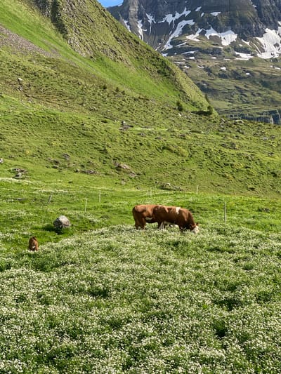 In a mountainous landscape of Brienz, Switzerland, two cows graze in a meadow dotted with small white flowers. A third, smaller cow stands to the left. The meadow slopes upward towards a steep, green mountainside partially covered in rocks. Further up the mountain, patches of snow are visible on rocky peaks under a bright sky. A fence line runs horizontally across the meadow.