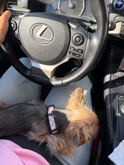 The image shows a close-up view of a person's hand on the steering wheel of a Lexus. A small dog, likely a Yorkshire Terrier, is resting on the person's lap, covering a portion of the steering wheel and the lower part of the frame. The interior of the car appears to be a light color, possibly beige or cream, with dark accents. The steering wheel has a central Lexus logo and various buttons and controls. The dog is wearing a light purple collar with a floral pattern. The overall scene suggests a casual car ride with a pet. The image does not contain any information that would allow for determining the specific location within Blizne Łaszczyńskiego, Poland.