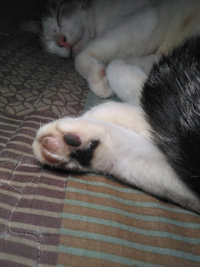 A black and white domestic cat is observed sleeping soundly, curled on a patterned textile surface. Its eyes are closed, and a pink nose is visible. The cat's front left paw, featuring pink and black paw pads, is prominent in the foreground. The underlying textile is quilted, displaying horizontal stripes in brown and light blue/green across the majority of the visible area, with a darker, repeating geometric pattern in the upper left background. The scene is an indoor setting. The specific location within Yellowknife, Canada, cannot be determined from the image.