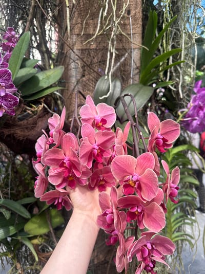 The image shows a close-up view of several orchid plants in what appears to be a display or garden setting. In the foreground, a hand holds a branch with pink and magenta orchids. Other orchid plants with green leaves and various shades of purple blooms are visible in the background. The backdrop includes natural materials such as twigs and a rough, burlap-like surface. The location is not explicitly stated as Constance, Germany, but based on known information about orchids and gardens, it can be presumed that this is taken somewhere in the city of Constance, Germany.