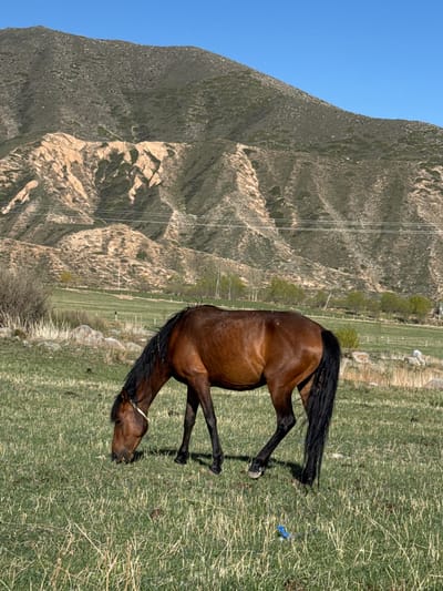 A brown horse stands in a grassy field near Cholpon Ata, Kyrgyzstan, against a backdrop of mountainous terrain. The sky is clear blue. A fence is visible in the midground. Some trash lays in the right mid ground of the image.