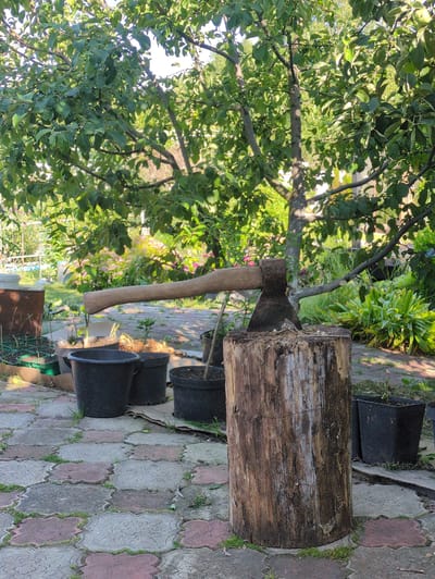 This image depicts an outdoor scene in a garden, likely during the daytime in a temperate climate, possibly in Velikovo, Russia. The primary objects are a large wooden log, an axe embedded in it, and several black plastic pots. The log is rough and weathered, suggesting it has been outdoors for some time. The axe, with a wooden handle and a metal head, is firmly lodged in the log, indicating an activity related to chopping wood has recently occurred or is about to. The pots are scattered around the log and axe, some appearing empty, others possibly containing plants or soil, suggesting a gardening or landscaping context.
The setting includes lush green foliage from trees and other plants, which dominate the left side of the frame and are bathed in sunlight, creating dappled shadows on the ground. This suggests it's a sunny day with good visibility. The ground is paved with decorative interlocking stones in shades of pink, grey, and beige, with patches of grass growing between them. In the background, there are more plants and a glimpse of what might be a fence or other garden structures. The overall impression is one of a functional outdoor space, perhaps a backyard or a workshop area, where manual labor involving wood is performed amidst natural greenery. There is no visible text in the image.