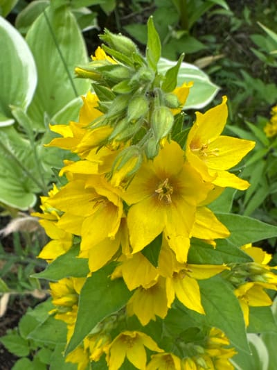 In a close-up, vertical, medium shot, a cluster of bright yellow flowers with star-shaped centers and pointed petals dominates the frame. The flowers are densely packed, with several open blooms and numerous buds clustered at the top of the plant. The petals are a vibrant yellow, with some appearing slightly ruffled or notched at the edges. The centers of the open flowers reveal a darker brown or reddish-brown hue and a star-like formation of pistils and stamens. Lush green leaves, some with creamy white edges, provide a backdrop, creating a natural, garden setting. The lighting suggests an overcast or shaded day, with soft illumination that highlights the texture and color of the flowers without harsh shadows. The image appears to be taken outdoors, possibly in a garden or park. The specific location of Nenyamyaki, Russia, is not visually identifiable from the image itself.