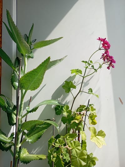 Two houseplants are positioned against a white wall. The plant on the left has large, succulent-like leaves with serrated edges and brown markings. The plant on the right has smaller, lobed leaves and clusters of small, fuchsia-colored flowers. The scene is illuminated by sunlight, casting shadows on the wall. The image was taken outdoors in Krasnoarmeysk, Russia.