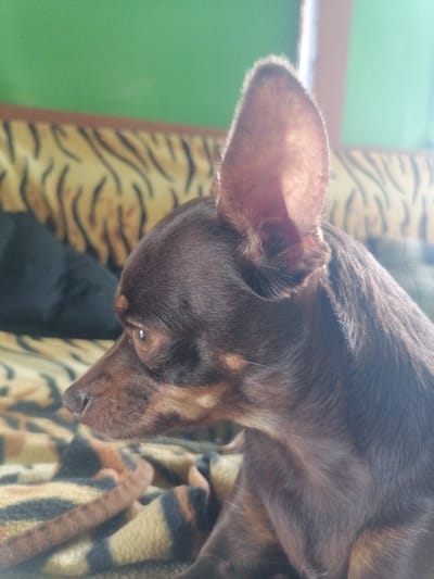 A close-up profile shot shows a small, brown dog with large ears lying down. The dog is facing to the right of the frame. Its fur is smooth and dark brown, with some lighter brown markings on its face and ears. The dog's left eye is visible and appears to be a light brown color. The dog is lying on a patterned blanket with stripes of yellow, black, and brown. In the background, a black pillow or cushion is visible behind the dog. Further in the background, there is a green wall and what appears to be a couch with a tiger-striped pattern on its upholstery. The scene is indoors, likely in a residential setting. There is no discernible indication of the city of Novopokrovka, Russia, in this image.