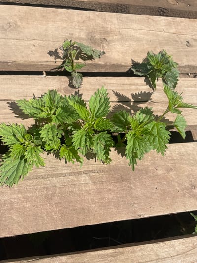The image shows several young nettle plants growing through the gaps in weathered wooden planks, which appear to be part of an outdoor surface like a deck or boardwalk. The planks are laid horizontally across the frame, with some spacing between them, allowing the plants to emerge from below. The nettles are bright green and have the characteristic serrated leaves of the plant. The lighting suggests it is daytime, with strong sunlight casting shadows of the plants onto the wood. There are no people or animals visible in the image. The overall impression is one of nature reclaiming a man-made structure. The location is identified as Tervolovo, Russia.