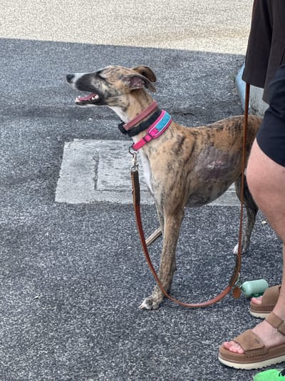 In Amadora, Portugal, a brindle greyhound stands on a grey asphalt surface. The dog wears a pink and blue collar and a brown leash. The dog's fur is short and shows a brindle pattern. A patch of lighter fur and a wound are visible on its right flank. The dog's mouth is open, and its tongue is visible. To the right of the dog, a person's legs are visible wearing brown UGG sandals. A green poop bag dispenser is on the ground near the dog's paws. A concrete utility cover is visible in the lower left quadrant of the image. The background consists of a textured grey and white surface, possibly a wall or pavement.