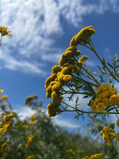 A low-angle, close-up shot focuses on a cluster of yellow Tansy flowers against a bright blue sky with wispy white clouds. The flowers are in various stages of bloom, with some appearing as tight buds and others fully opened into button-like clusters. The stems and some feathery green leaves are visible. The foreground is dominated by these bright yellow flowers, with more out-of-focus yellow flowers and green foliage in the background. The overall impression is one of a sunny day in a natural outdoor setting. There is no discernible urban environment, buildings, or people. The provided location of Popasne, Ukraine, cannot be visually confirmed from the image itself.