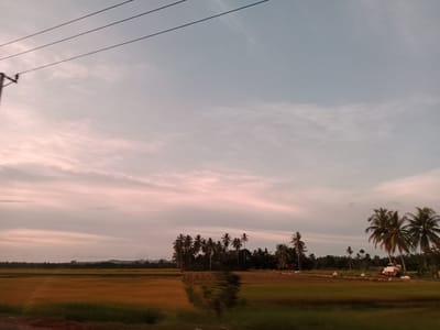 The image shows a rural landscape near Kruengseupeng, Indonesia, featuring rice paddies in the foreground that transition from yellow to green, indicating different stages of growth or harvesting. A line of palm trees separates the rice paddies from a forested area in the midground. An electric pole with overhead wires is visible in the upper left corner. The sky is dominated by a mix of pale blue and pinkish-grey hues, possibly indicating sunrise or sunset. A farm vehicle is on the right. The general environment appears still and quiet.